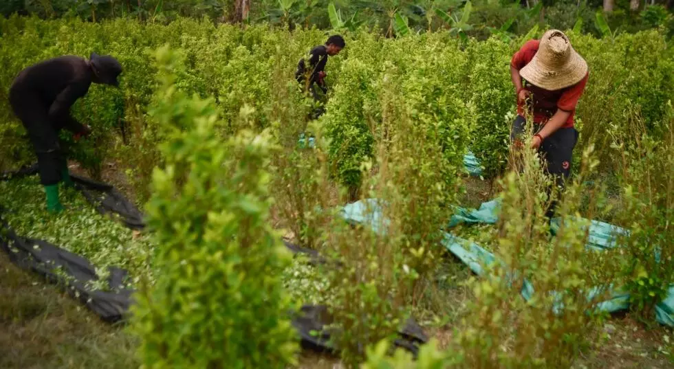 Catatumbo en Llamas: Una Tragedia Recurrente en Colombia 5 COCA 3 OK